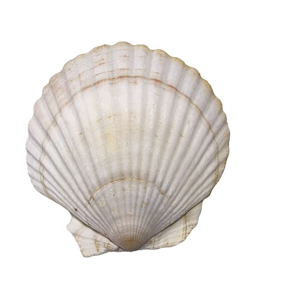 Set Of 7 White Scallop Seashells For Crafting Decor Or Beach-Themed Projects - Picture 6 of 16